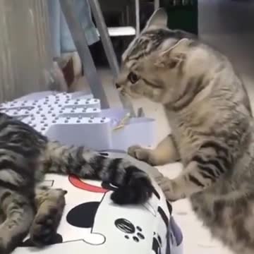 Top funny cats video - try not to laugh - funny video - timepass