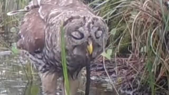 Owl Breakfast.