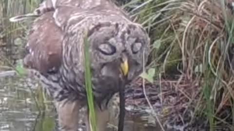 Owl Breakfast.