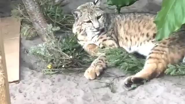 Cat and Tiger Sleeping with Together