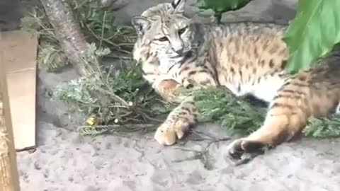 Cat and Tiger Sleeping with Together