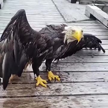 Rescuing a Bald Eagle 🦅
