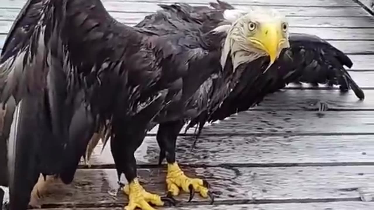 Rescuing a Bald Eagle 🦅