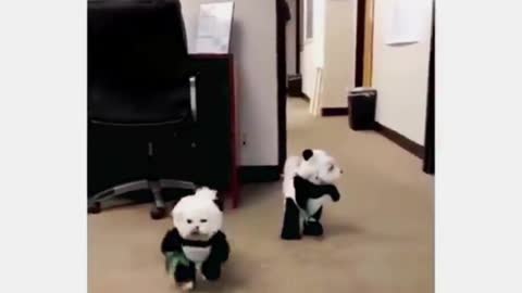 Dog's dressed like panda's 🐼