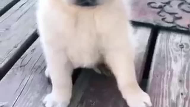 Compilation of Cute DOG Videos! 🤣 Most Viral DOGS on the internet! 🐕