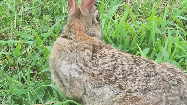 Mr rabbit