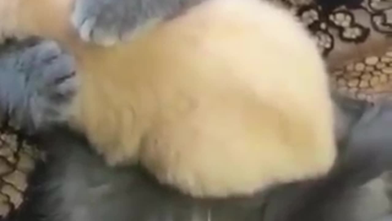 Funny video