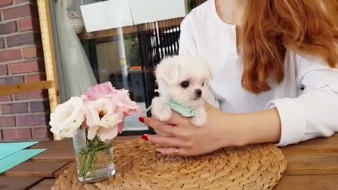 Super cute teacup puppy