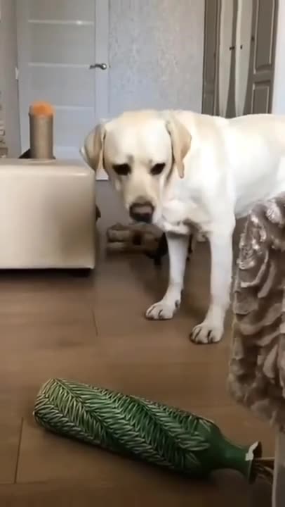 Try not to laugh🤣 Funny animals😹‖ #shorts #funnyvideos