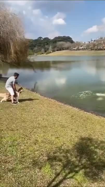 Dangerous dogs that are banned | Deadly dog breeds you need to know about