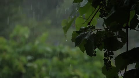 Relaxing music with rain in background