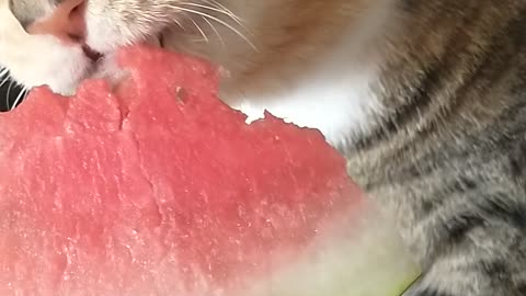 Loves watermelon