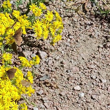 The Butterfly election season is always the same #mockumentary #nature #wildlife