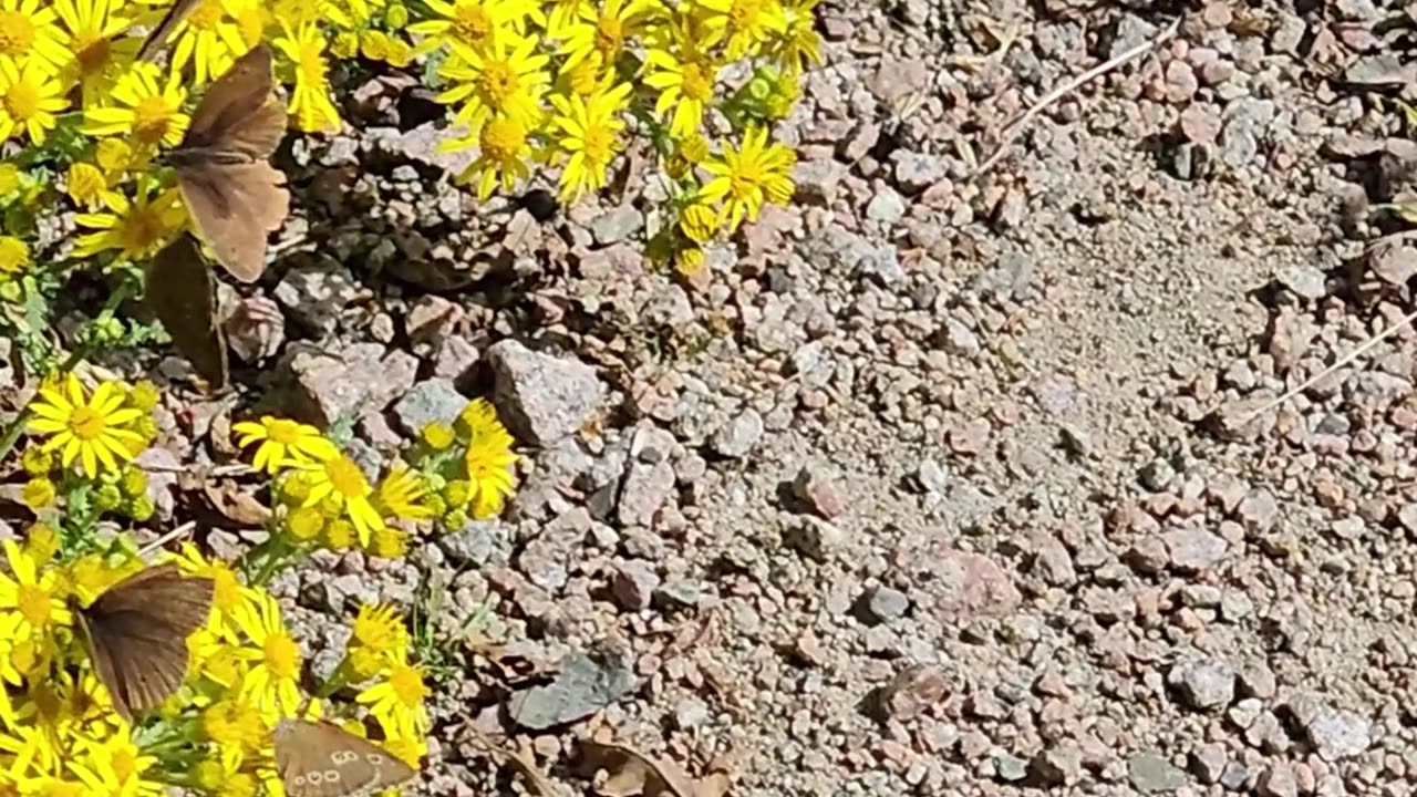 The Butterfly election season is always the same #mockumentary #nature #wildlife