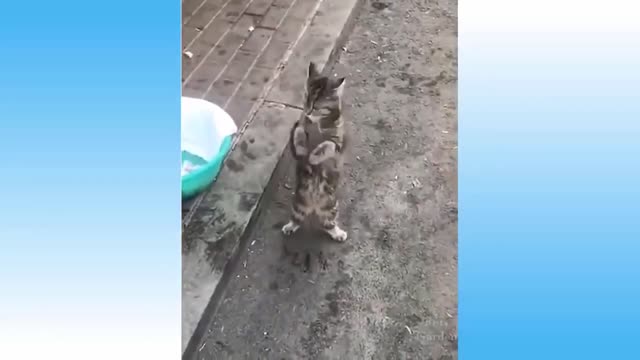 it is not possible that this cat did that