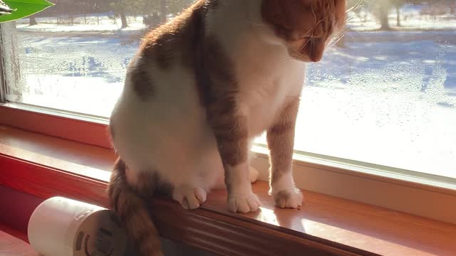 Lucky enjoys the frosty view.