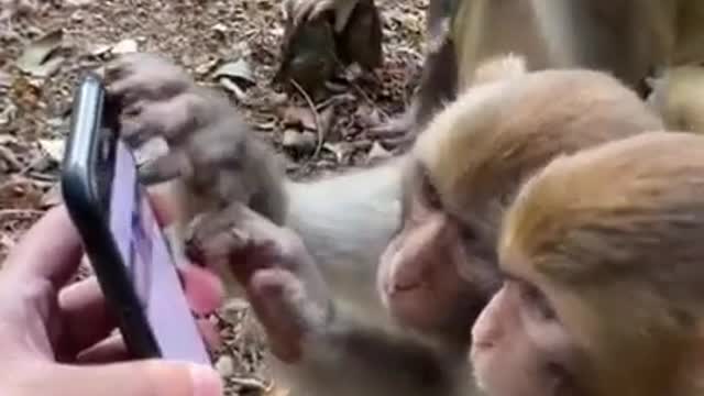 Monkeys are watching 👀 mobile