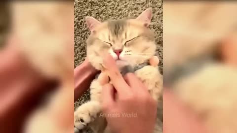 Funny cat videos🤣🤣🤣🤣🤣