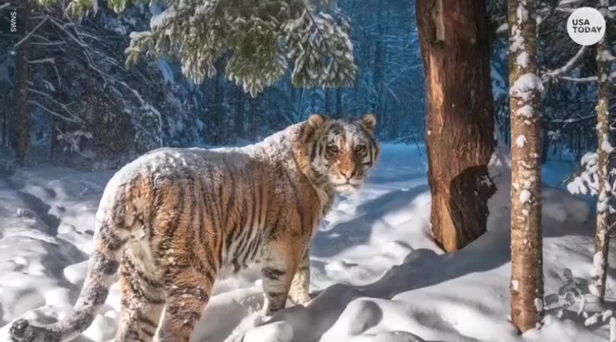 Nature camera snaps picture of rare Siberian tiger in the woods |