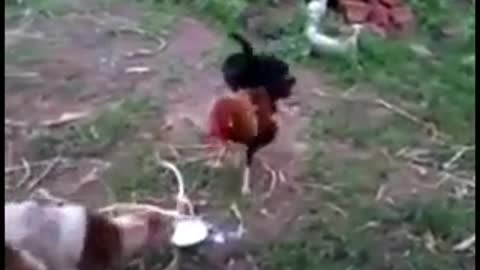 Chicken vs dog 🐕 in a fight