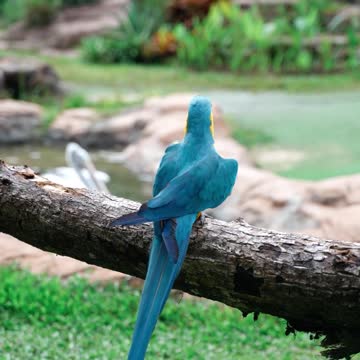 parrot playing with swan. #parrot
