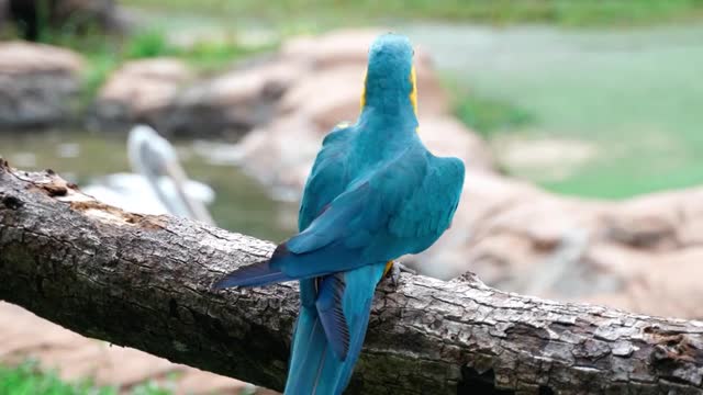 parrot playing with swan. #parrot