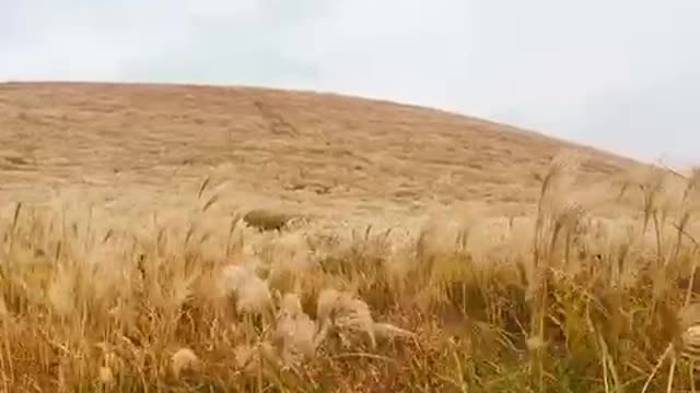 Autumn of Jeju Island