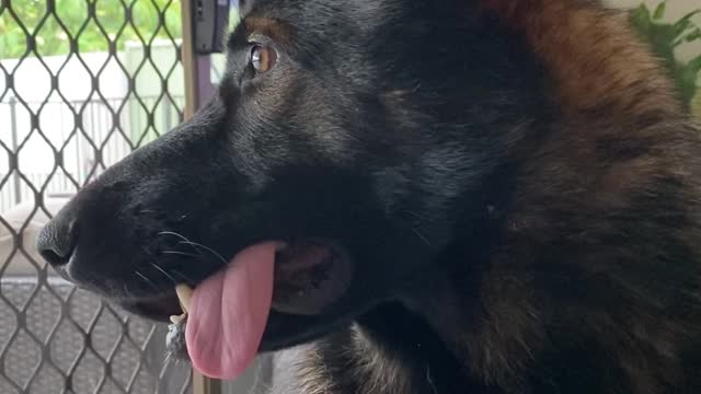 Dog Overhears a Concerning Conversation