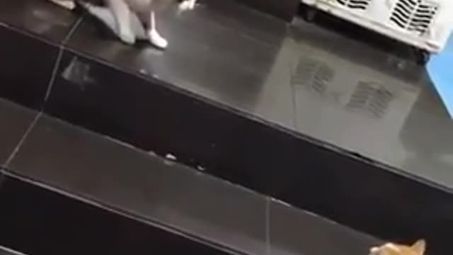 Perrito evita pelea entre dos gatos