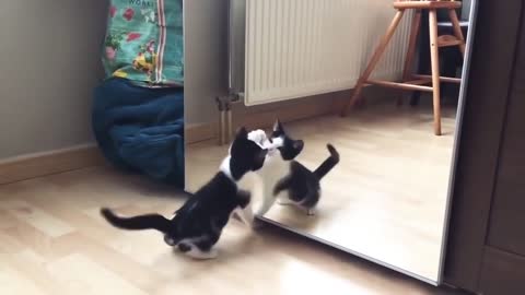 Best Funny Video 2021 English