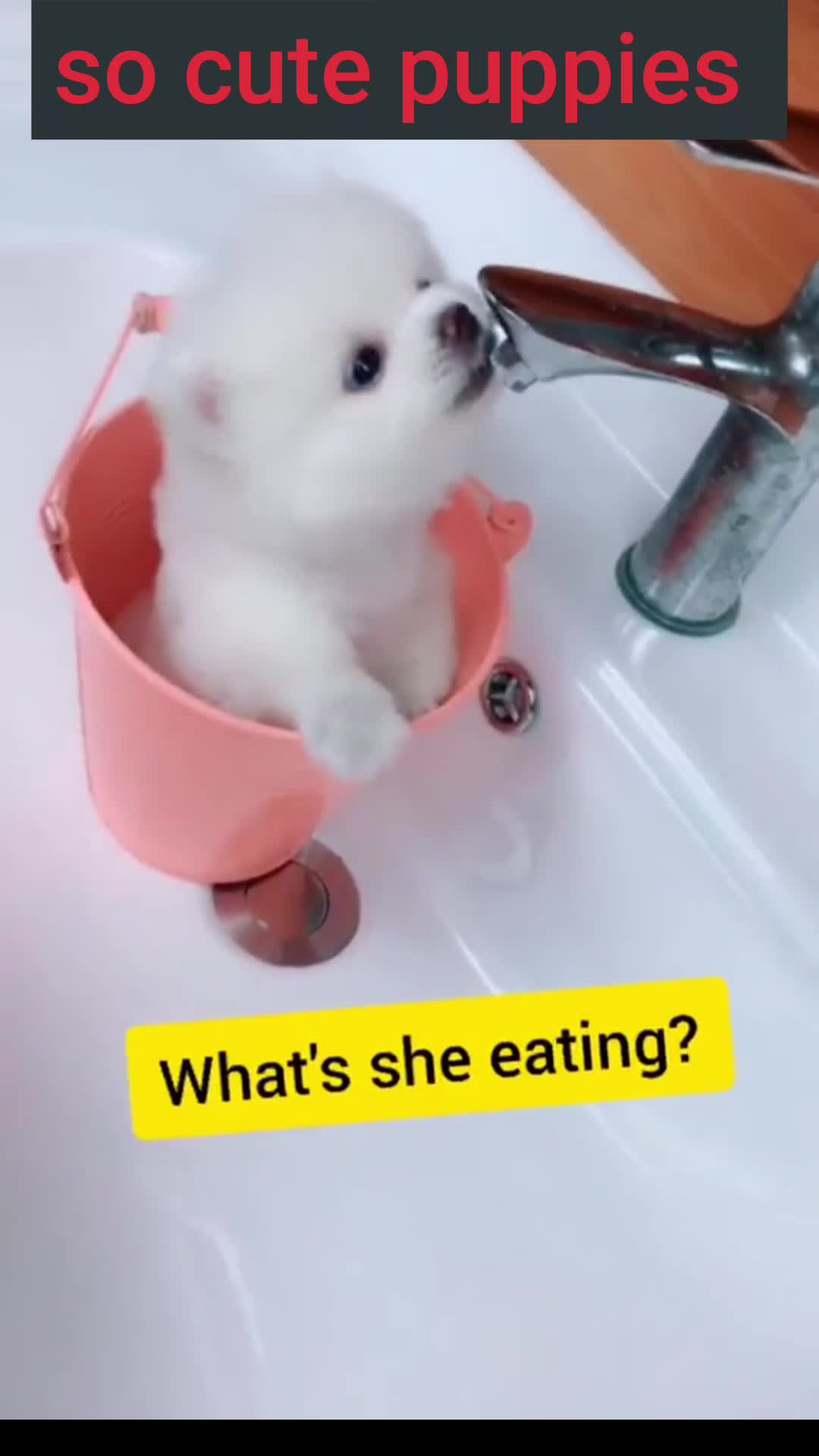 Cute Dog Cute Dog Video Compilation Shorts