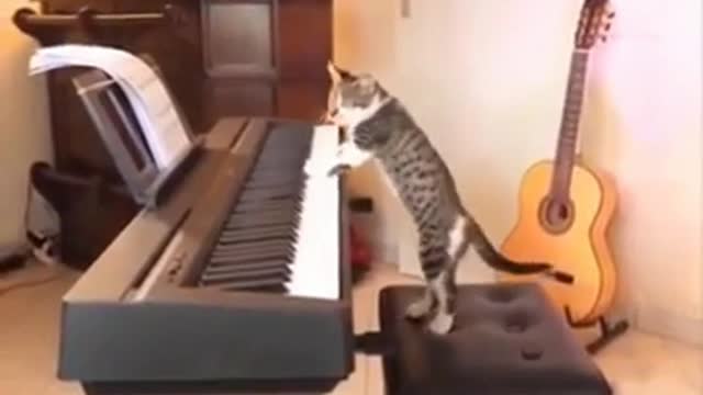 Funny Cat Play Piano So Cute