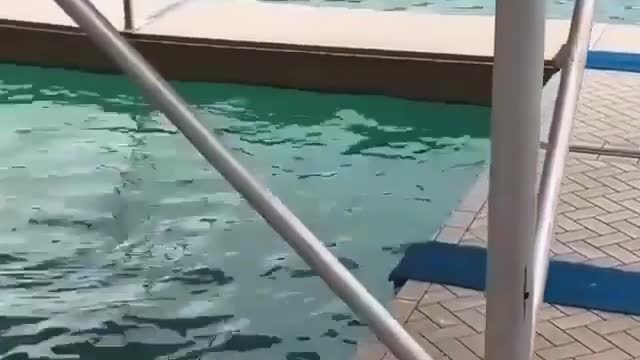 Super cute Dolphin