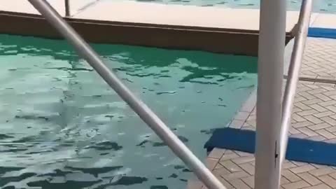 Super cute Dolphin