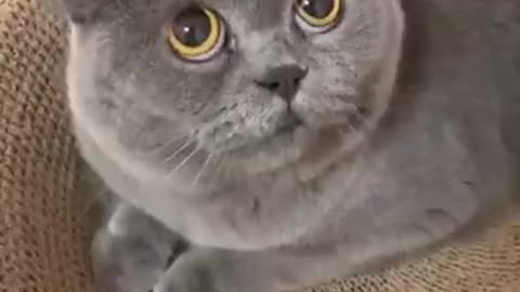 Funny Video Angry Cat