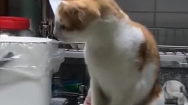 Super funny dog and cat video