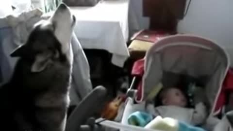 Wolf dog sings to a baby to stop his cry