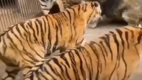 1 Lion vs 4 Tiger (see how one lion and four tigers are at war. )