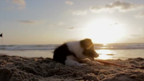 cute playful puppy, playing on the beach