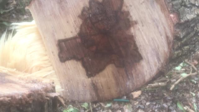 Chopped/cut tree leaking water?
