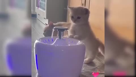 Try not to Awwww challenge-5😘🐈