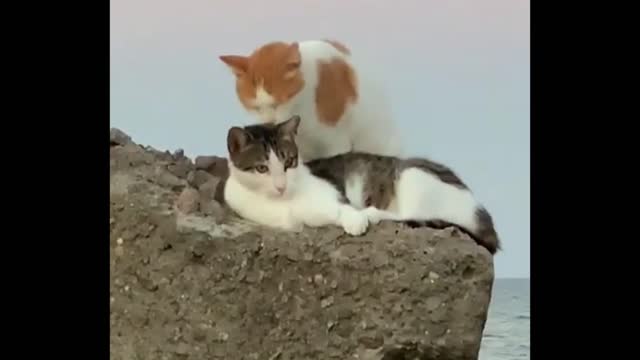 Funny Cats are Honeymooning on the beach-MayaFunnyVideo