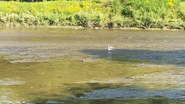 Great White Egret social distancing