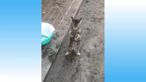 Funny cat videos