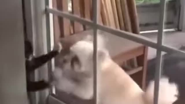 Funny Animals Fails Compilation Funny Animals Homemade Clips