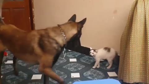 CUTEST ANIMALS IN THE WORLD - Cutest dogs And cats playing together - Funny Dogs and Cats