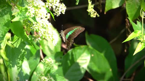 a black butterfly on a flower