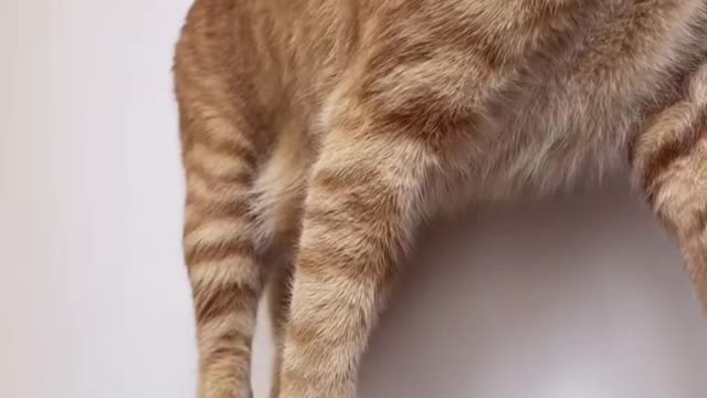 I just can't stand your arrogance