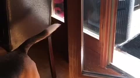 Beagle dog closes glass door at owner's request