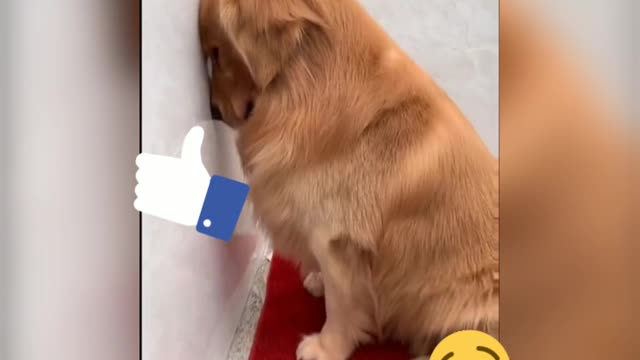 look what he did!